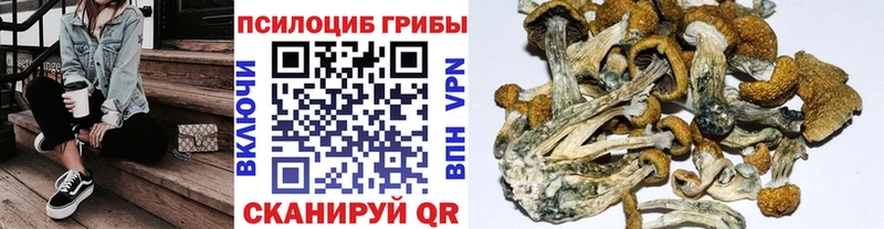 Галлюциногенные грибы Cubensis  omg онион  Мантурово 