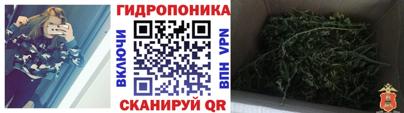 Марихуана OG Kush Мантурово
